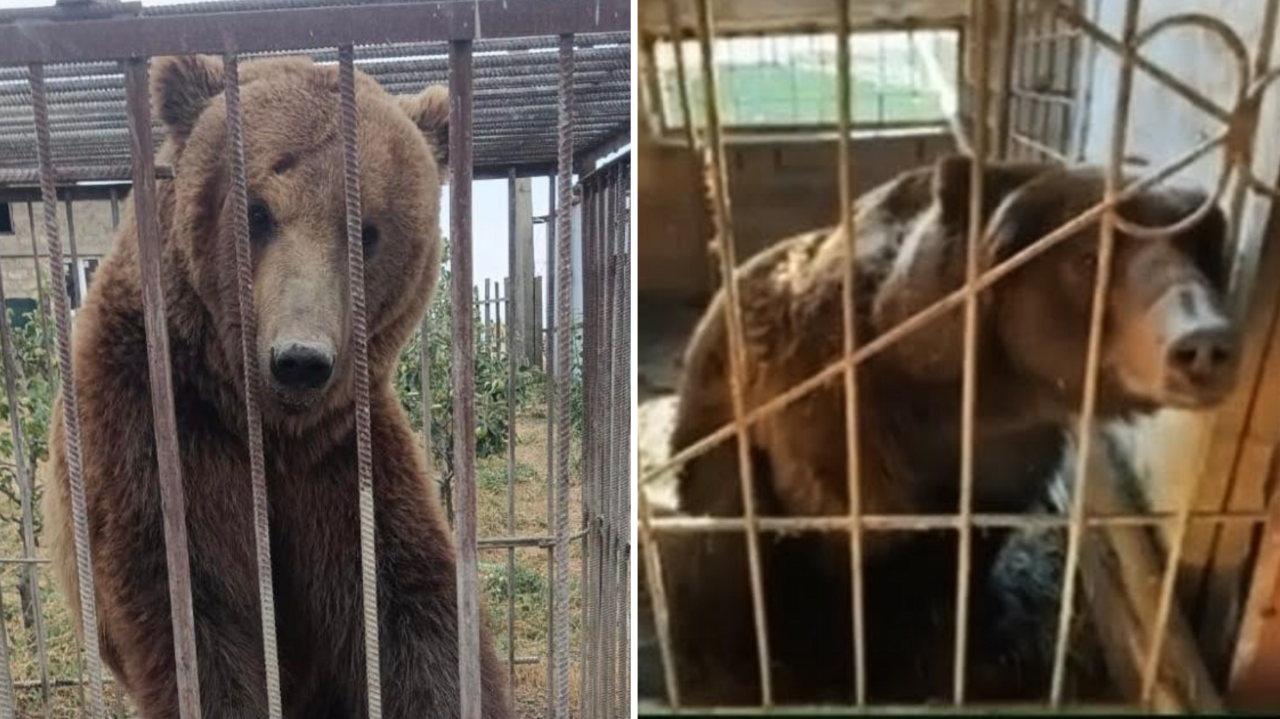 Tyapa (left) and Bu (right) are two large brown bears which are pictured in very small enclosures