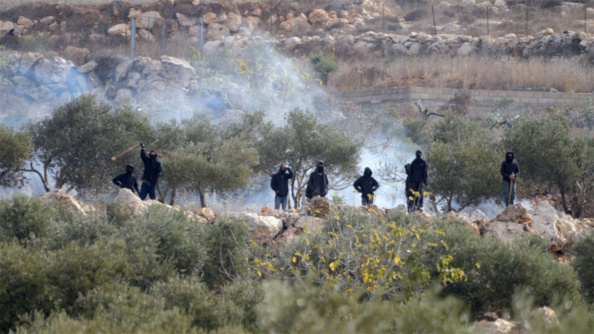Violence during West Bank olive harvest threatens sustainable farming and climate resilience