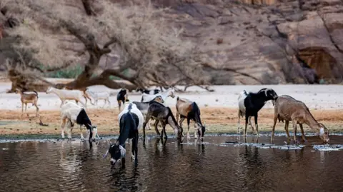 Chad Ends Partnership with Controversial Wildlife Charity Linked to Prince Harry