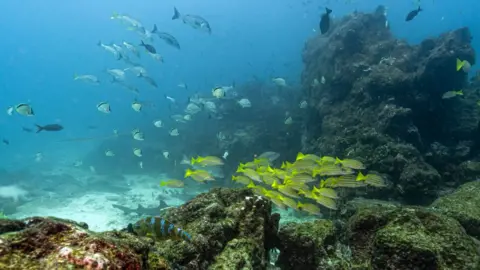 Global High Seas Treaty Achieves Ratification and Set to Protect Oceans