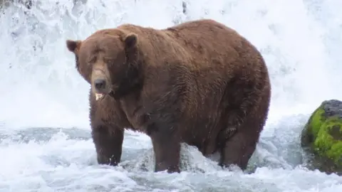 Resilient Chunk Triumphs in Fat Bear Week 2025 Despite Injury