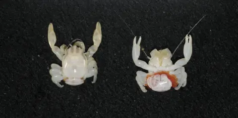 Exploring the Depths: New Marine Species Discovered in Australia