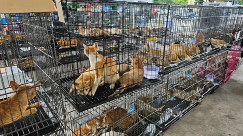 Vietnam Police Rescue 400 Cats from Slaughter: A Crackdown on Animal Theft