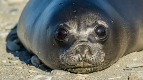 Bird Flu Kills 75% of Baby Elephant Seal Pups on Remote Australian Islands