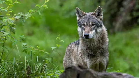 Unprecedented Wolf Attack in Hamburg: Woman Injured in City Center
