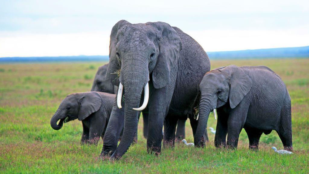 Elephant deaths in Kenya spark pesticide mystery