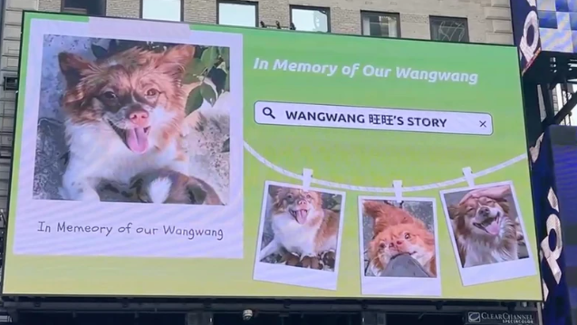 From Censorship to Global Advocacy: How Chinese Animal Rights Fighters Expose Abuse Beyond Borders