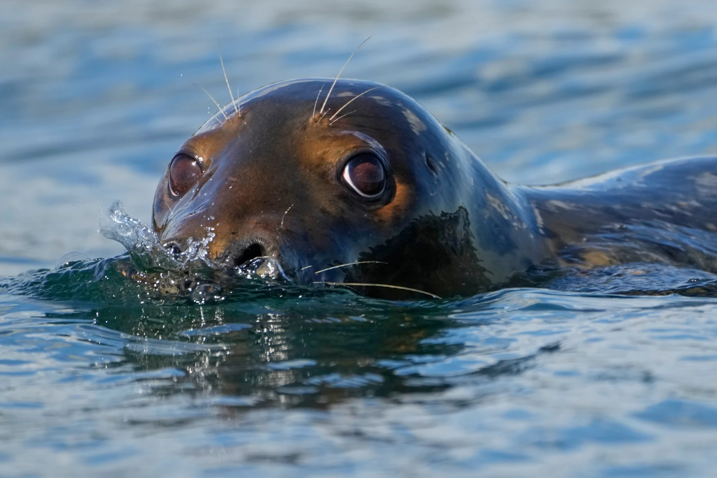 Republican Lawmakers Target Marine Mammal Protection Act