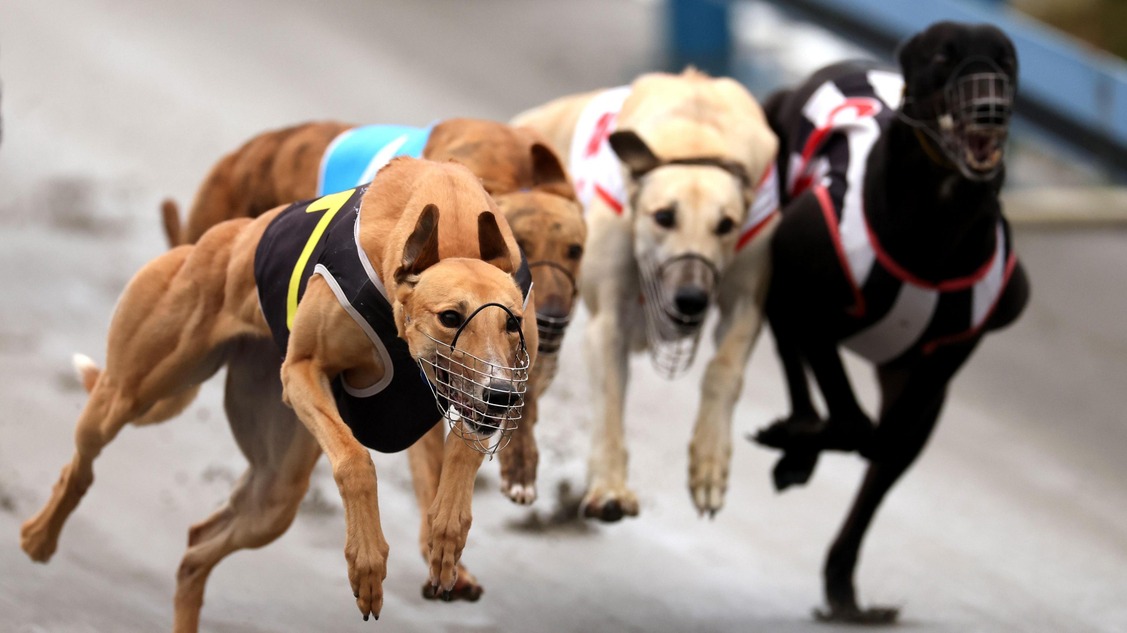 New Zealand’s Greyhound Racing Ban: A Shift Toward Animal Welfare and Biosecurity