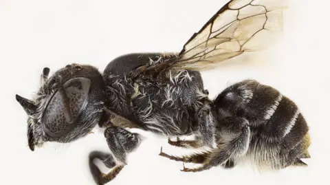 Discovery of the 'Lucifer' Bee: A New Native Species with Distinctive Horns