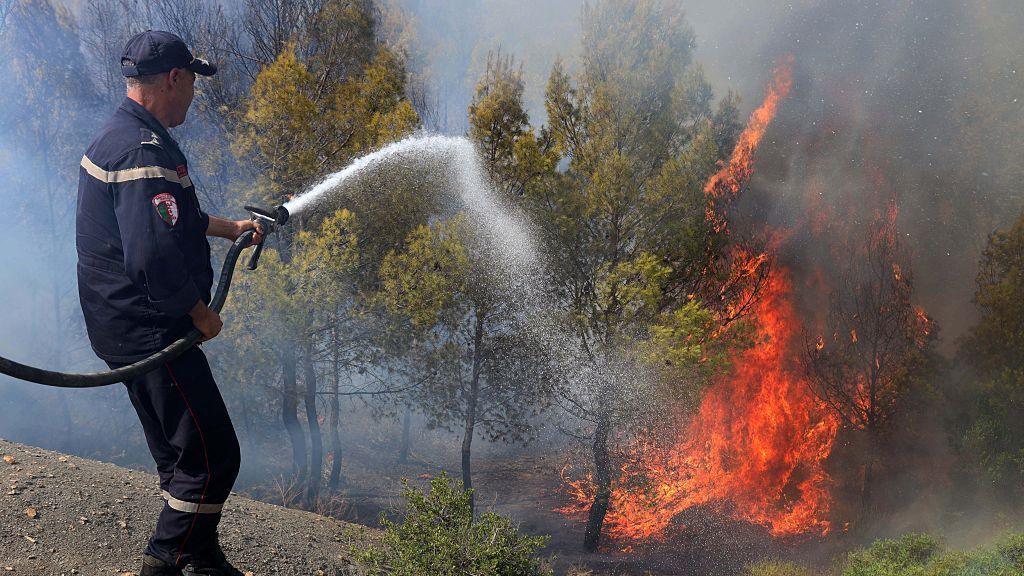 Wildfires Flash Death Toll to 12 in Northern Algeria amid Severe Heatwave