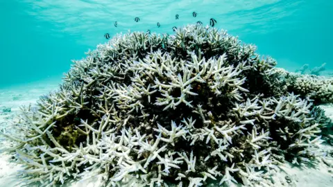 Hope for the Great Barrier Reef: Potential Recovery Below 2°C Global Warming