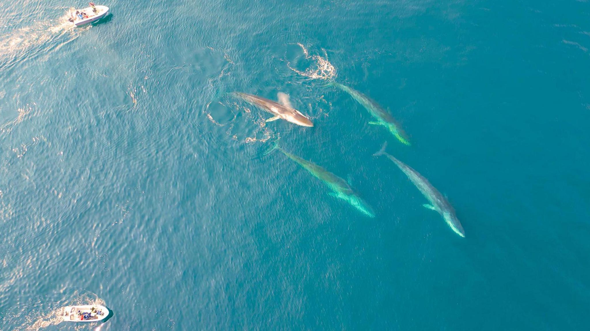 Baleen Whales Storm Greenland’s Ice‑Free Seas, Heralding a Major Ecological Shift
