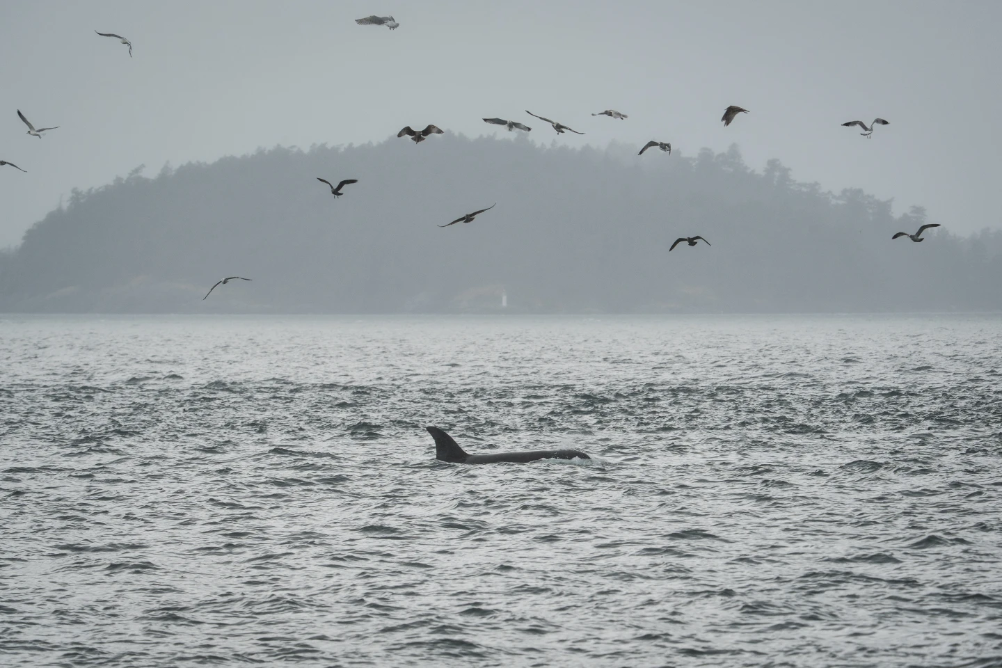 Harnessing Technology to Save Endangered Orcas