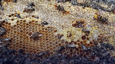 Tragic Arson Claims Half a Million Bees in the Netherlands