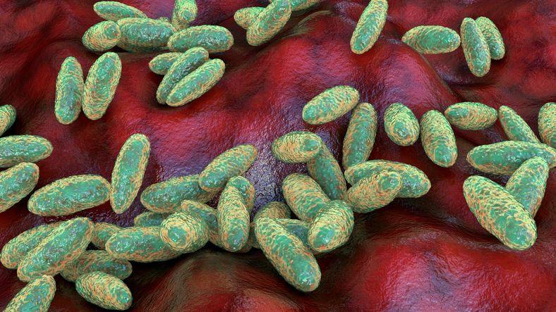 Lab Worker’s Death Sparks Race for Clarity on Russian Plague Research