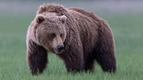 Grizzly Bear Attack in British Columbia Leaves 11 Injured in School Outing