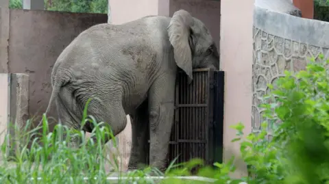 Tragedy in Delhi: African Elephant Shankar Dies from Rodent-Borne Virus