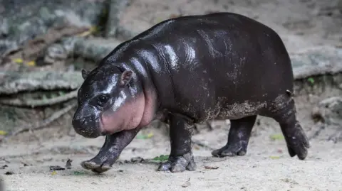 Intruder Fined for Breaking into Enclosure of Viral Pygmy Hippo Moo Deng