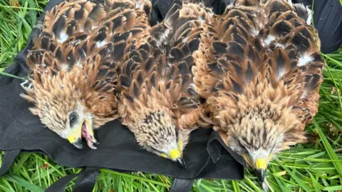 Conservation Success: UK Red Kites Help Revive Spanish Population