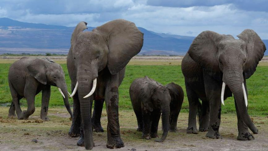 Pesticide‑Sprayed Tomatoes May Have Poisoned 15 Elephants Near Kenya’s Amboseli
