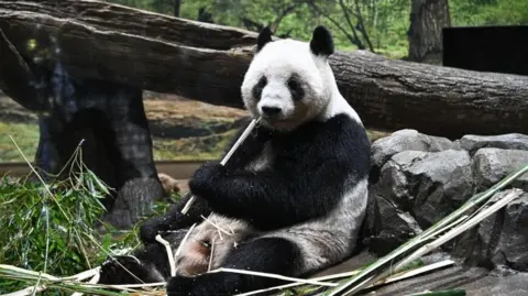 Emotional Farewell as Japan Says Goodbye to Giant Pandas Amid Tensions with China