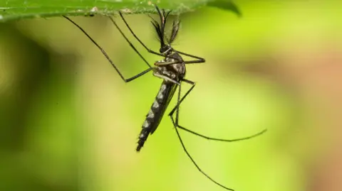 First Mosquitoes Discovered in Iceland Amid Unprecedented Heat