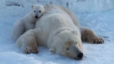 Svalbard's Polar Bears Thrive Despite Climate Challenges