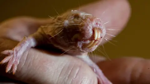 Unlocking the Secrets of Longevity: What Naked Mole Rats Can Teach Us About Ageing