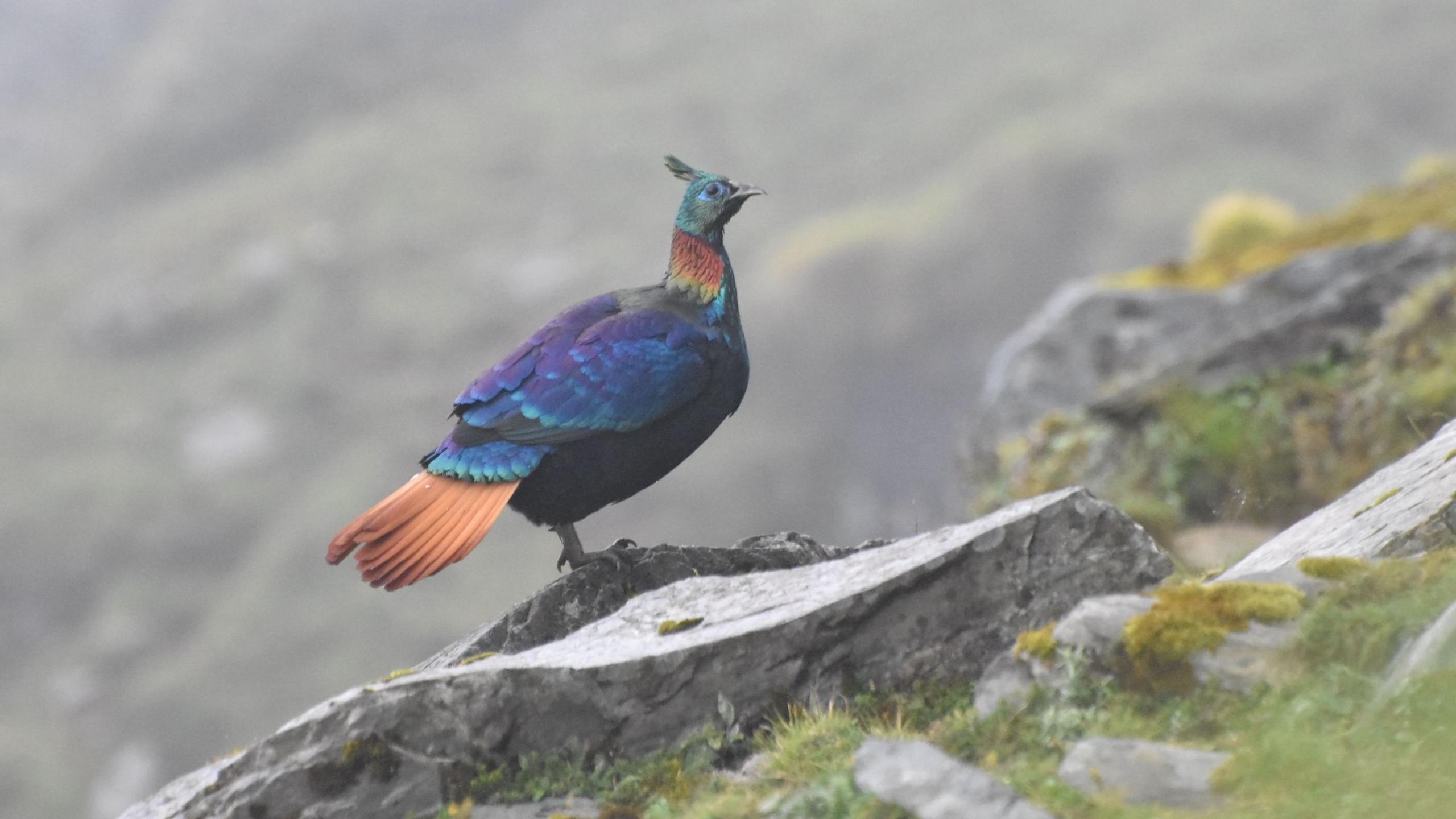 Himalayan Monal Adapts Voice and Habitat to Rising Human Pressures