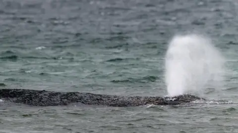 Successful Rescue: Humpback Whale Swims Free Near German Coast