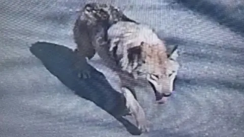 South Korea Uses Tech to Track Down Runaway Wolf from Zoo