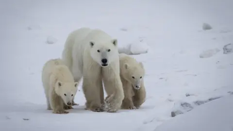 A Heartwarming Adoption: Polar Bear Mother Welcomes Non-Biological Cub