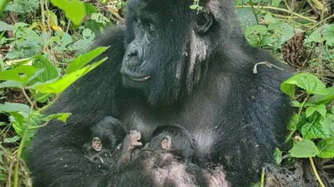Historic Birth: Twin Mountain Gorillas Arrive in Virunga National Park