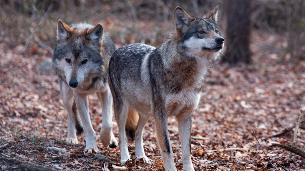 Trump Order Strips Endangered Status from Grey and Mexican Wolves