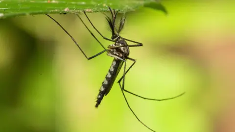 First Mosquitoes Appear in Iceland After Record Heat