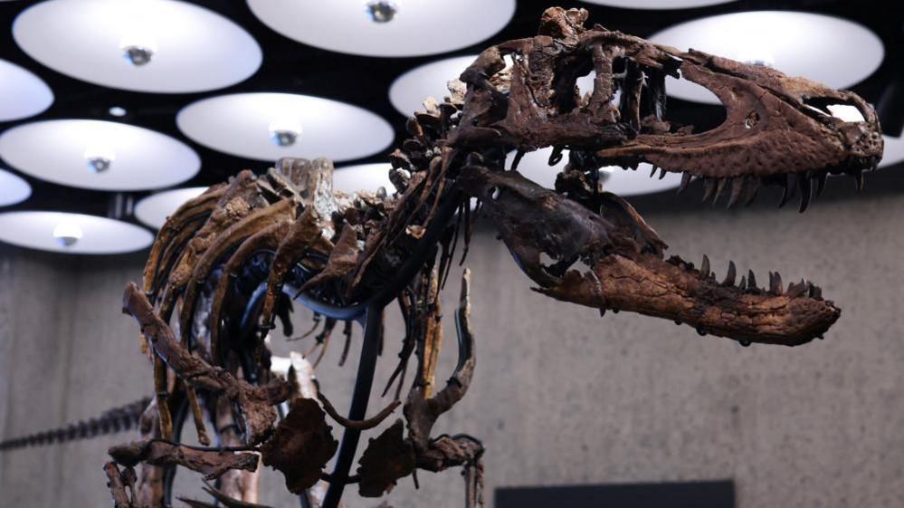 Rare Dinosaur Skeleton Auction Sparks Debate Over Fossil Ownership and Public Access
