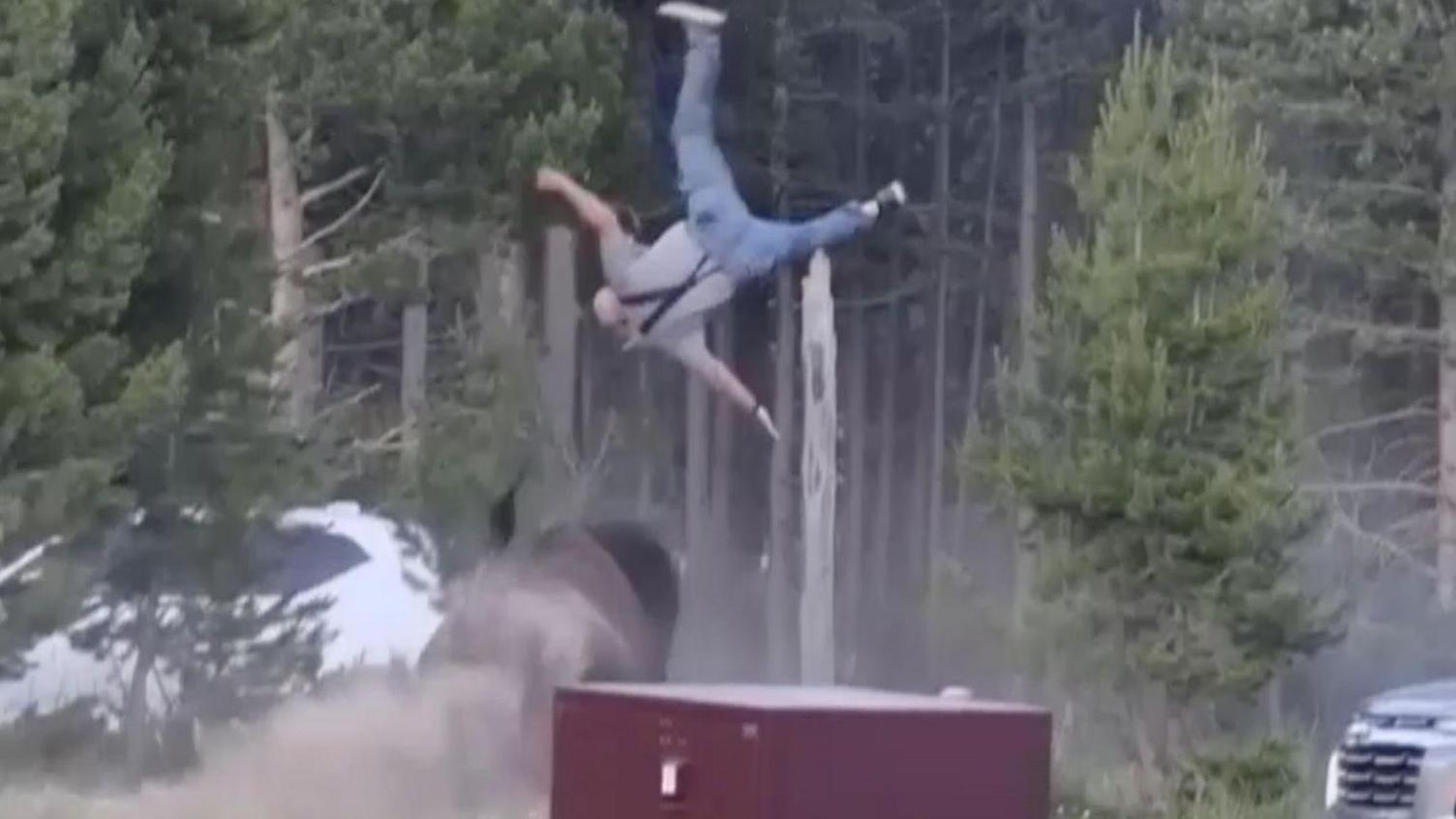 Yellowstone Bison Attack Highlights Human‑Wildlife Safety Issues